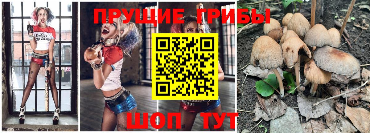 Галлюциногенные грибы Cubensis Каменск-Шахтинский